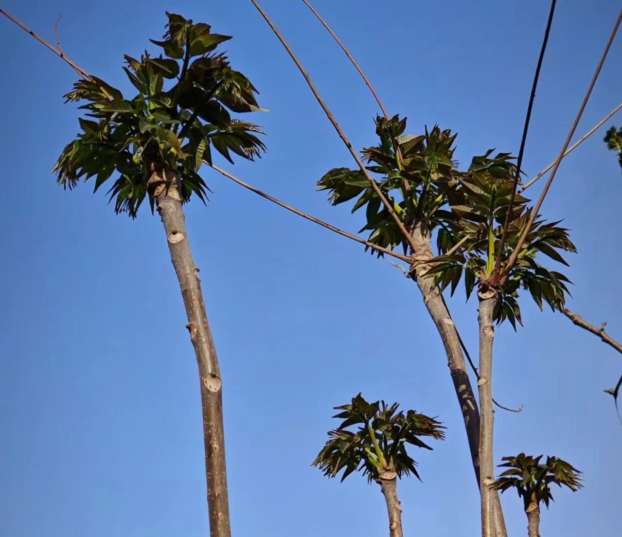 又到椿芽采摘時 又到椿芽采摘時