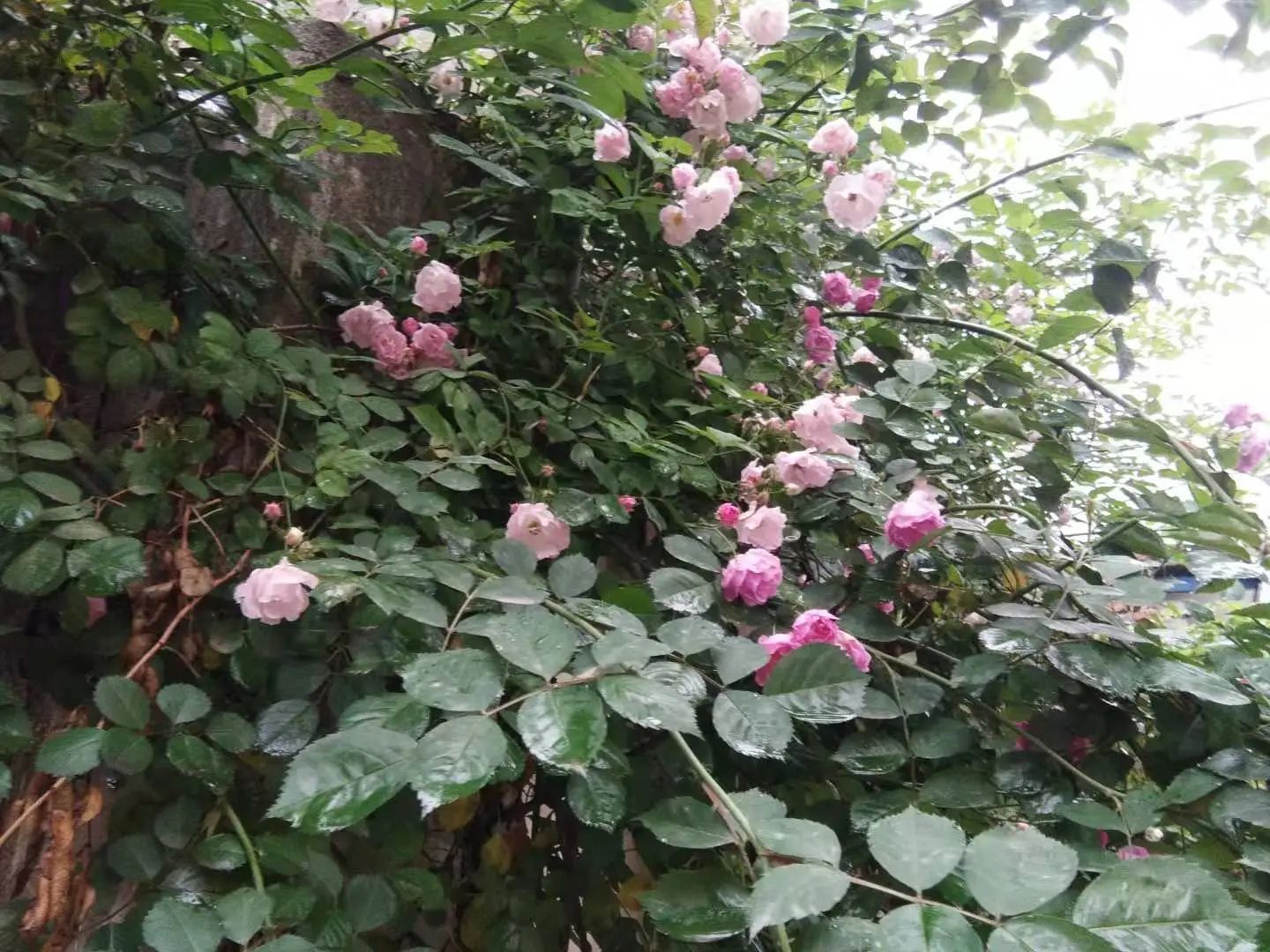 心中無(wú)塵，歲月生香