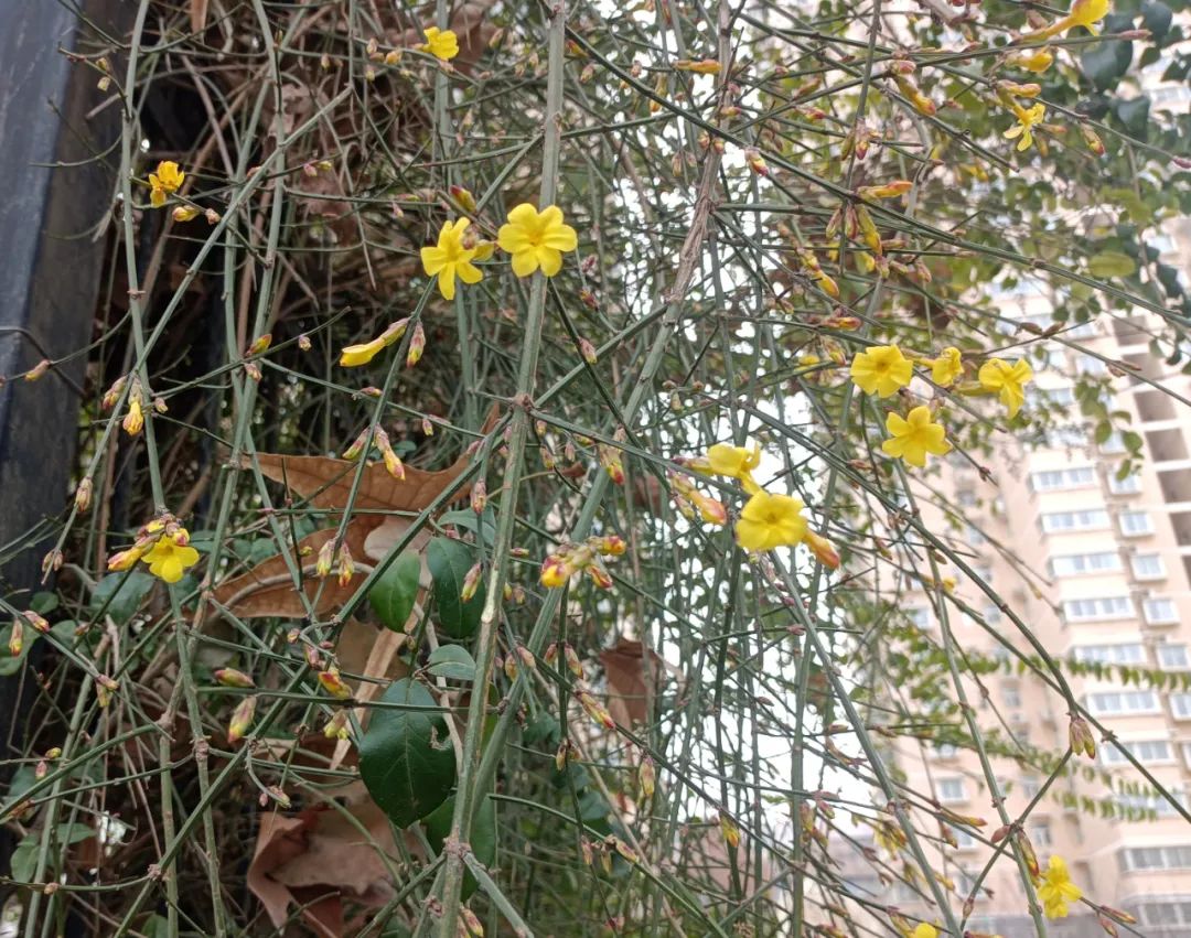 迎春花開，奔赴希望之約